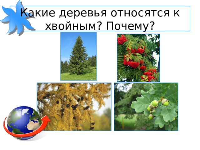Какие деревья относятся к хвойным? Почему? 