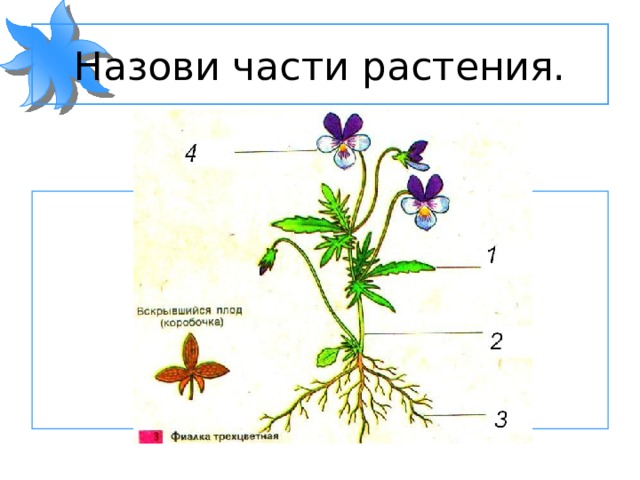 Подпиши органы растений. Части растения. Назовите части растения. Подписать части растения. Подпишите части растения.
