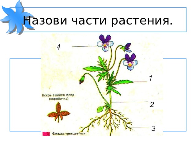 Части растений 3 класс окружающий мир. Части растения. Части цветка для дошкольников. Назовите части растения. Назвать части растения.