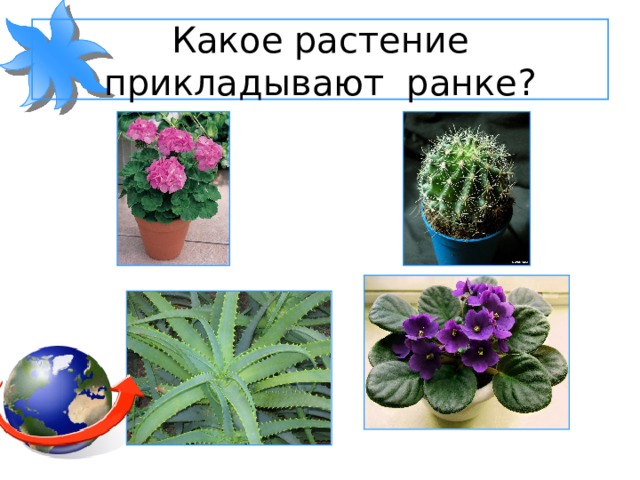 Какое растение прикладывают ранке? 