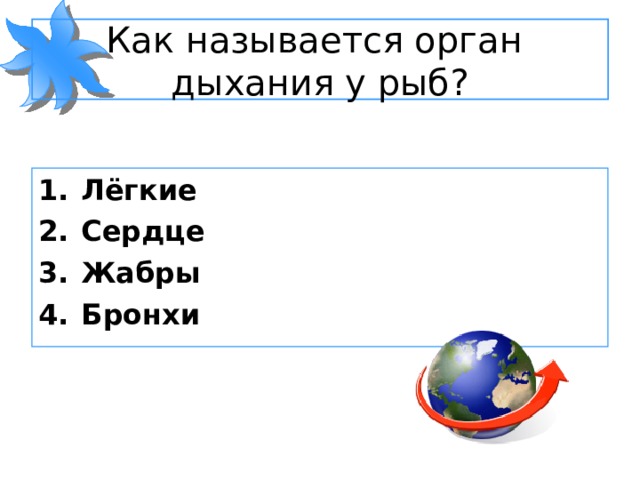 Как называется орган  дыхания у рыб? Лёгкие Сердце Жабры Бронхи 