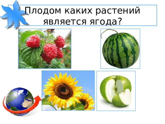 Плодом каких растений является ягода? 