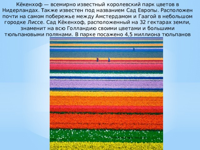 Кёкенхоф — всемирно известный королевский парк цветов в Нидерландах. Также известен под названием Сад Европы. Расположен почти на самом побережье между Амстердамом и Гаагой в небольшом городке Лиссе. Сад Кёкенхоф, расположенный на 32 гектарах земли, знаменит на всю Голландию своими цветами и большими тюльпановыми полянами. В парке посажено 4,5 миллиона тюльпанов 100 различных разновидностей.  