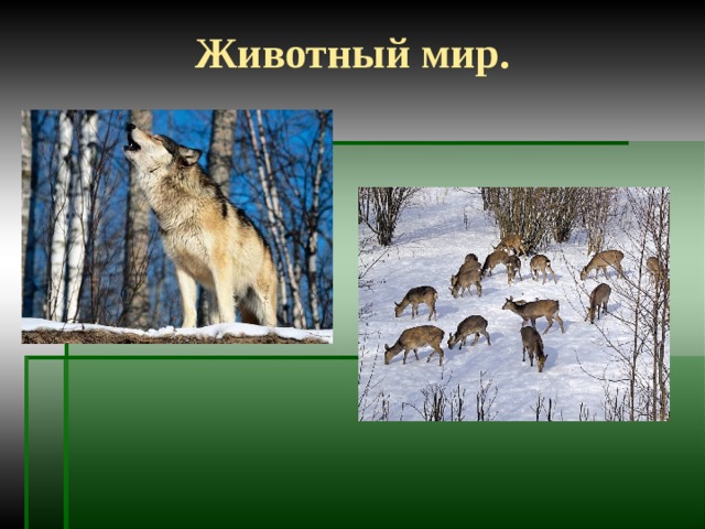 Животный мир. 