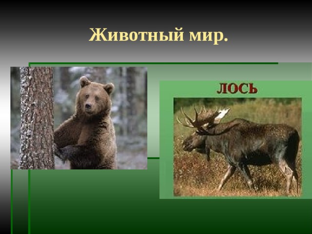Животный мир. 
