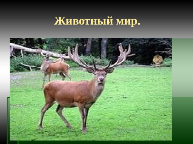 Животный мир. 