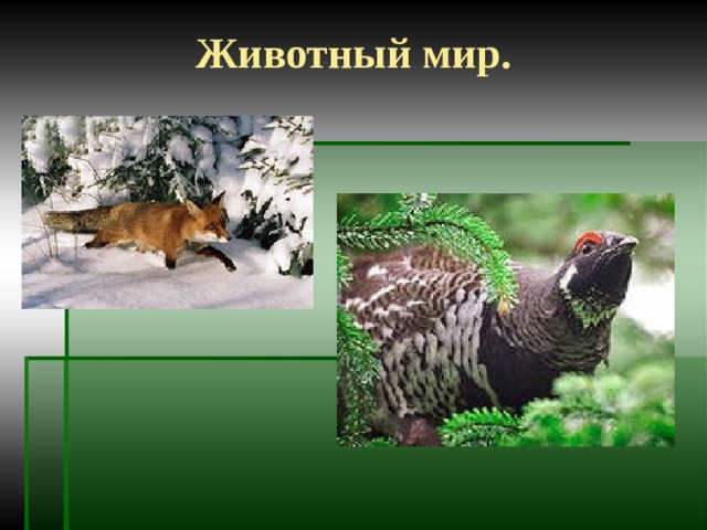 Животный мир. 