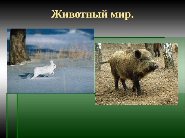 Животный мир. 