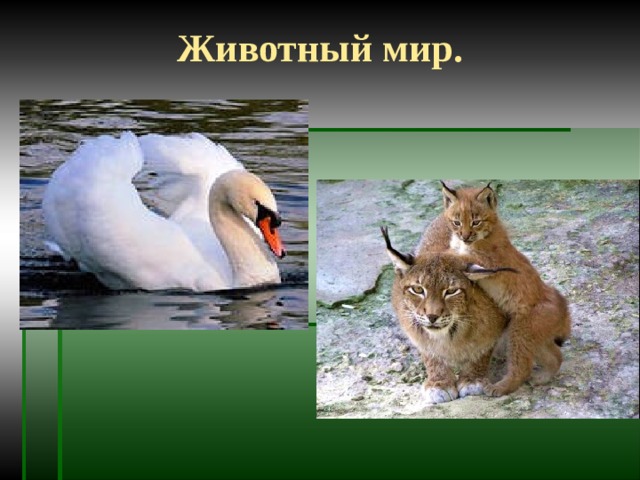 Животный мир. 
