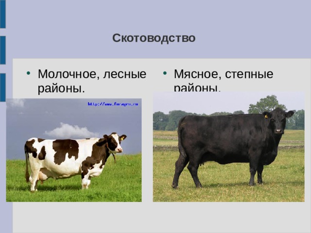 Какие направления имеет скотоводство 3. Молочное скотоводство районы. Районы молочного скотоводства в России. Скотоводство районы размещения в России. Скотоводство 9 класс.