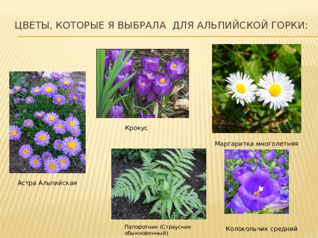 Цветы, которые я выбрала для альпийской горки:   Крокус Маргаритка многолетняя Астра Альпийская Папоротник (Страусник обыкновенный) Колокольчик средний 