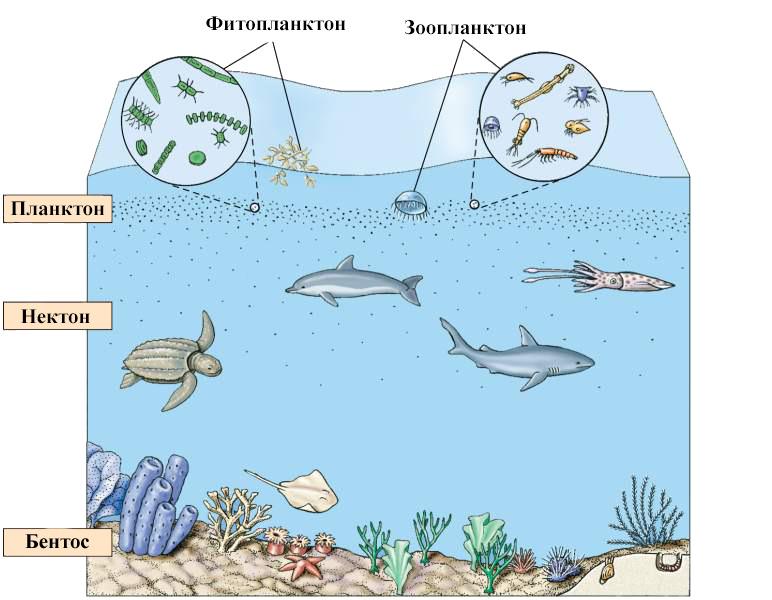 Экосистема моря рисунок