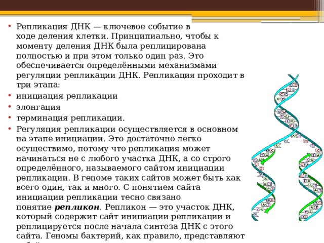 Процесс деления днк