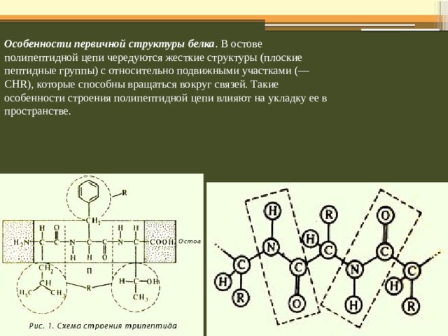 Какая структурная организация характерна для организма изображенного на рисунке