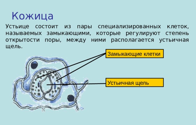 Замыкающие клетки. Устьице состоит из. Устьичная щель в листе служит для. Замыкающие клетки устьиц функции. Клетки устьиц состоят из.