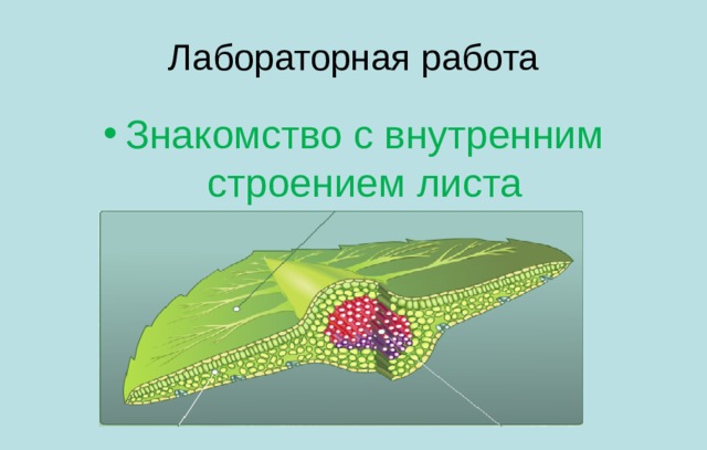 Презентация строение листа 6 класс биология