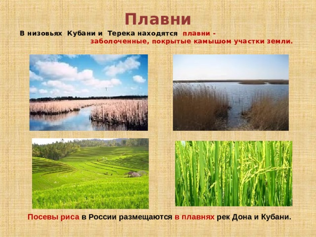 Плавни В низовьях Кубани и Терека находятся плавни - заболоченные, покрытые камышом участки земли. Посевы риса в России размещаются в плавнях рек Дона и Кубани.  