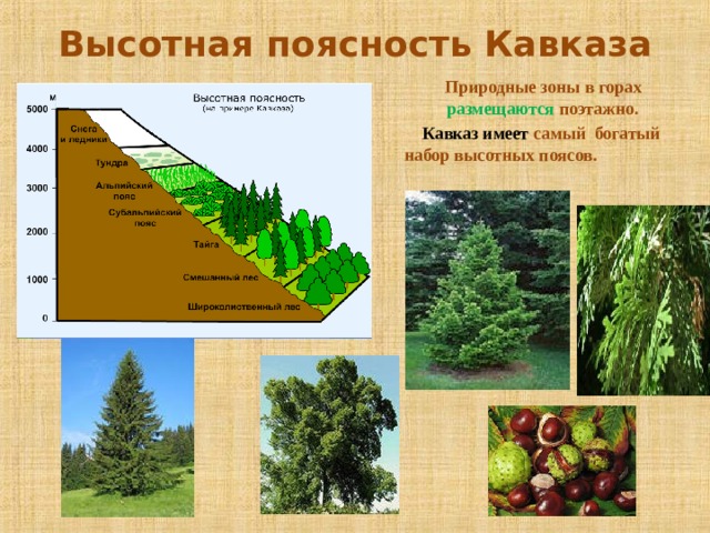 Высотная поясность презентация 8 класс география