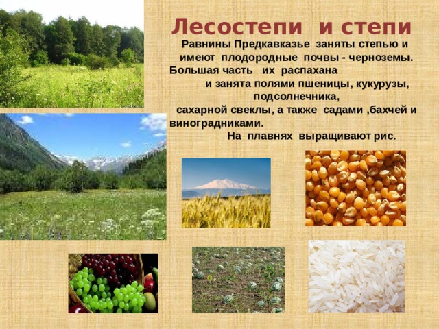 Как человек воздействует на лесостепи и степи. Лесостепи и степи почва. Почв лесостепной и Степной зоны. Почка степь лесостепь. Почвы лесостепи в России.