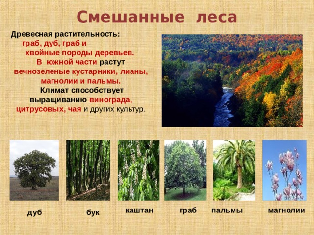 Смешанные леса растения список. Смешанные леса растения. Растительный мир смежных лесов. Растения зоны смешанных лесов. Смешанные леса растительный мир.