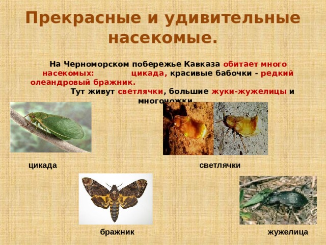 Прекрасные и удивительные насекомые.  На Черноморском побережье Кавказа обитает много насекомых: цикада, красивые бабочки - редкий олеандровый бражник. Тут живут светлячки , большие жуки-жужелицы и многоножки.  цикада светлячки бражник жужелица 