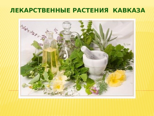 Лекарственные растения кавказа 