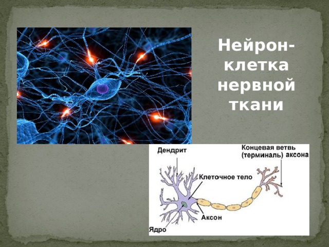 Нейрон- клетка нервной ткани 