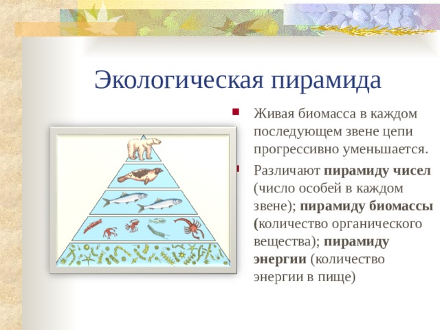 Различные экологические пирамиды и соотношения организмов на каждой их ступени проект