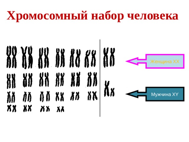 Х и у хромосомы у мужчин