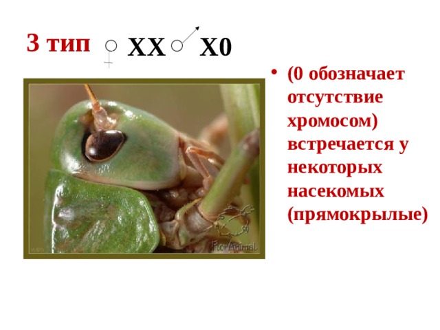 3 тип  ХX Х0 (0 обозначает отсутствие хромосом) встречается у некоторых насекомых (прямокрылые) 