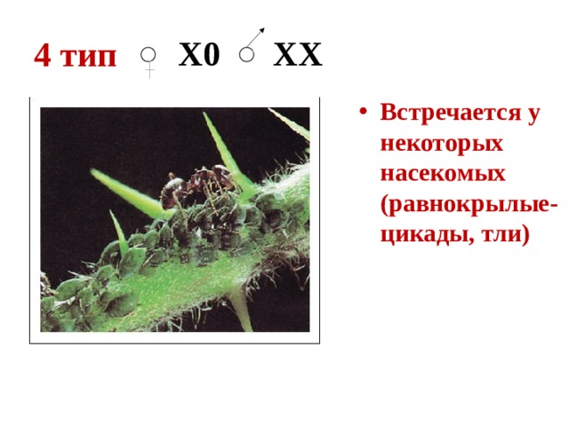 4 тип  Х0 ХX Встречается у некоторых насекомых (равнокрылые- цикады, тли) 