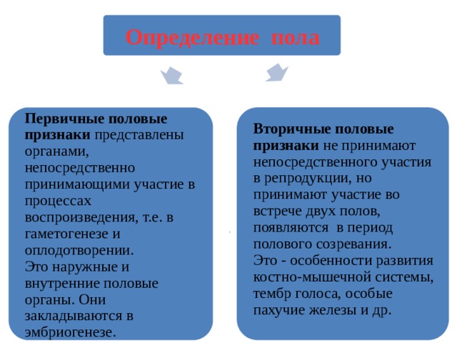 Определение пола Вторичные половые признаки не принимают непосредственного участия  в репродукции, но принимают участие во встрече двух полов, появляются  в период полового созревания.  Первичные половые признаки представлены  органами, непосредственно принимающими участие в процессах воспроизведения, т.е. в гаметогенезе и оплодотворении. Это - особенности развития костно-мышечной системы, тембр голоса, особые пахучие железы и др. Это наружные и внутренние половые органы. Они закладываются в эмбриогенезе. 