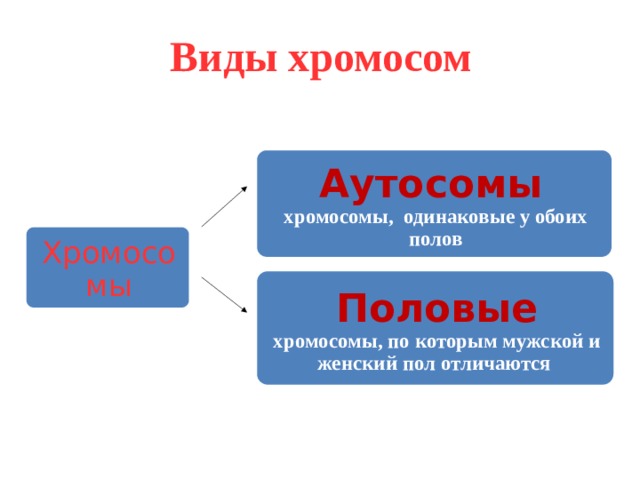 Виды хромосом Аутосомы  хромосомы, одинаковые у обоих полов Хромосомы Половые хромосомы, по которым мужской и женский пол отличаются 