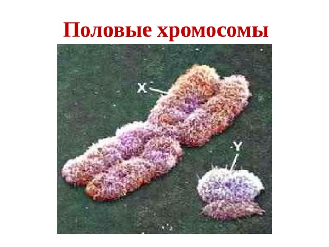 Половые хромосомы 