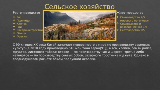 Сельское хозяйство Растениеводство Животноводство Рис Пшеница Хлопок Чай Сахарный тростник Овощи Фрукты Свиноводство 2/5 мирового поголовья Овцеводство и разведение коз 1/6 Скотоводство 1/5 С 90-х годов XX века Китай занимает первое место в мире по производству зерновых культур (в 2010 году произведено 546 млн тонн зерна[91]), мяса, хлопка, семян рапса, фруктов, листового табака; второе — по производству чая и шерсти; третье либо четвёртое — по производству соевых бобов, сахарного тростника и джута. Однако в среднедушевом расчёте объём продукции невелик. 