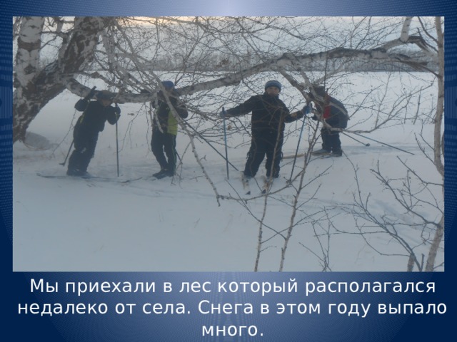 Мы приехали в лес который располагался недалеко от села. Снега в этом году выпало много. 