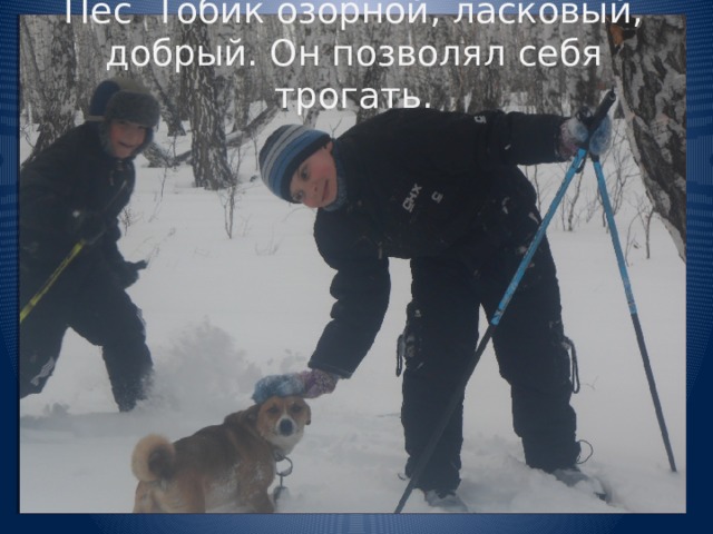 Пёс Тобик озорной, ласковый, добрый. Он позволял себя трогать. 