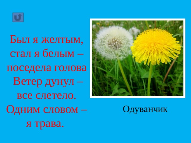 Был я желтым, стал я белым – поседела голова  Ветер дунул – все слетело. Одним словом – я трава. Одуванчик 