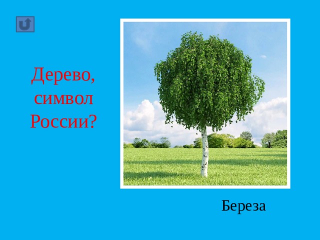 Дерево,символ России? Береза 