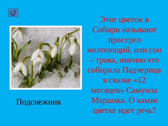 Этот цветок в Сибири называют прострел желтеющий, или сон – трава, именно его собирала Падчерица в сказке «12 месяцев» Самуила Маршака. О каком цветке идет речь? Подснежник 