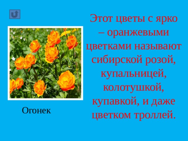 Этот цветы с ярко – оранжевыми цветками называют сибирской розой, купальницей, колотушкой, купавкой, и даже цветком троллей. Огонек 