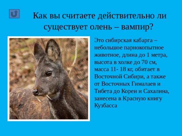 Как вы считаете действительно ли существует олень – вампир? Это сибирская кабарга – небольшое парнокопытное животное, длина до 1 метра, высота в холке до 70 см, масса 11- 18 кг, обитает в Восточной Сибири, а также от Восточных Гималаев и Тибета до Кореи и Сахалина, занесена в Красную книгу Кузбасса 