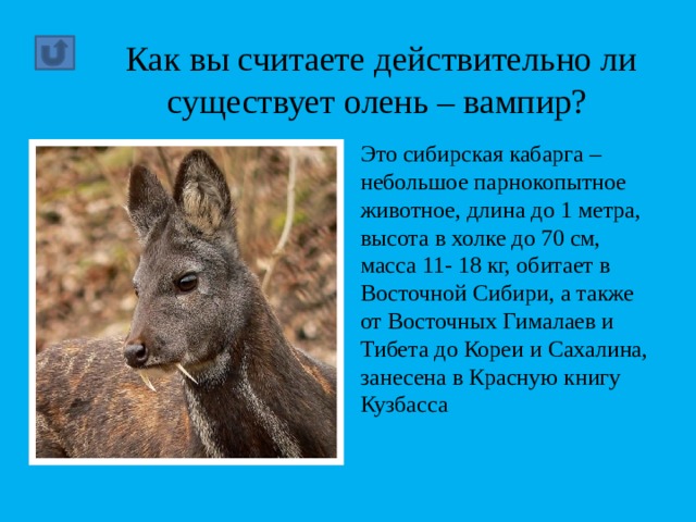 Кабарга. Несущий мускус. Саблезубый, безрогий олень - презентация онлайн