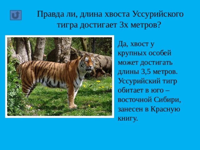 Правда ли, длина хвоста Уссурийского тигра достигает 3х метров? Да, хвост у крупных особей может достигать длины 3,5 метров. Уссурийский тигр обитает в юго – восточной Сибири, занесен в Красную книгу. 