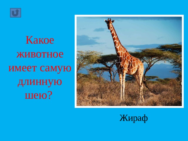 Какое животное имеет самую длинную шею?    Жираф 