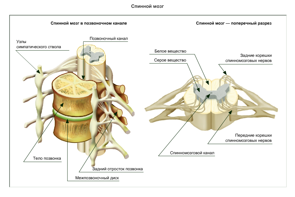 Строение спинного нерва. Структуры спинного мозга спинномозговой канал. Строение спинного мозга строение нерва. Строение позвонка со спинным мозгом.