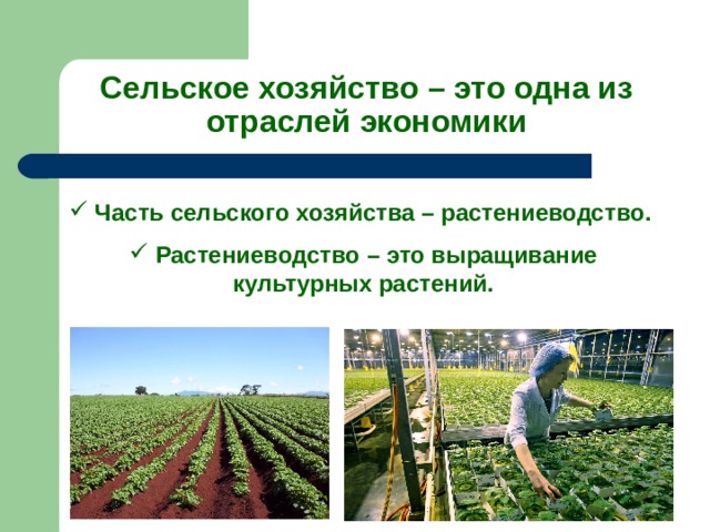 Сельское хозяйство – это одна из отраслей экономики  Часть сельского хозяйства – растениеводство.   Растениеводство – это выращивание культурных растений. 