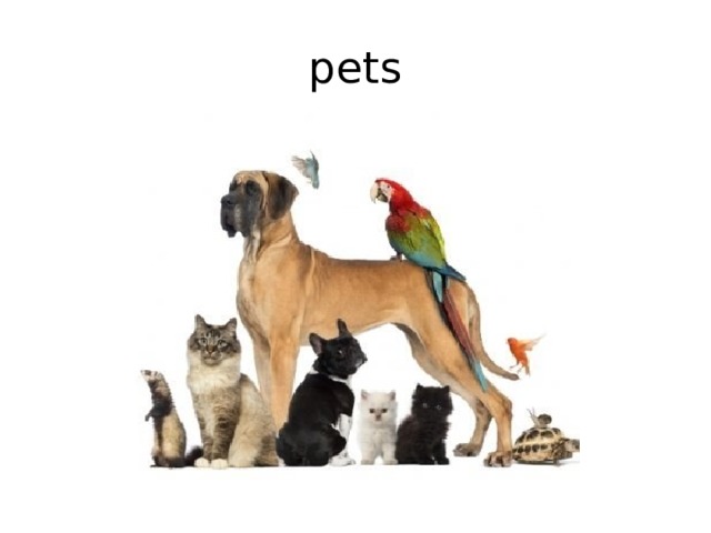 pets 