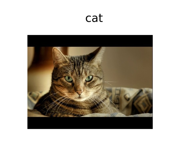 cat 