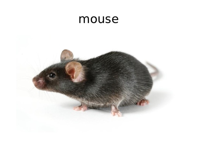 mouse 